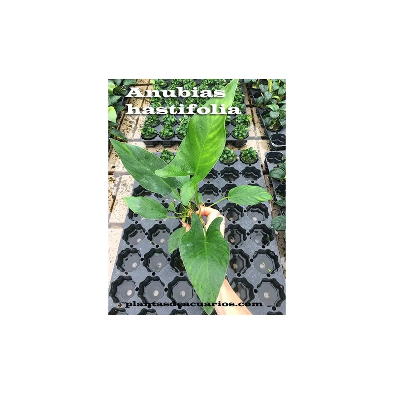 plantasdeacuarios192906