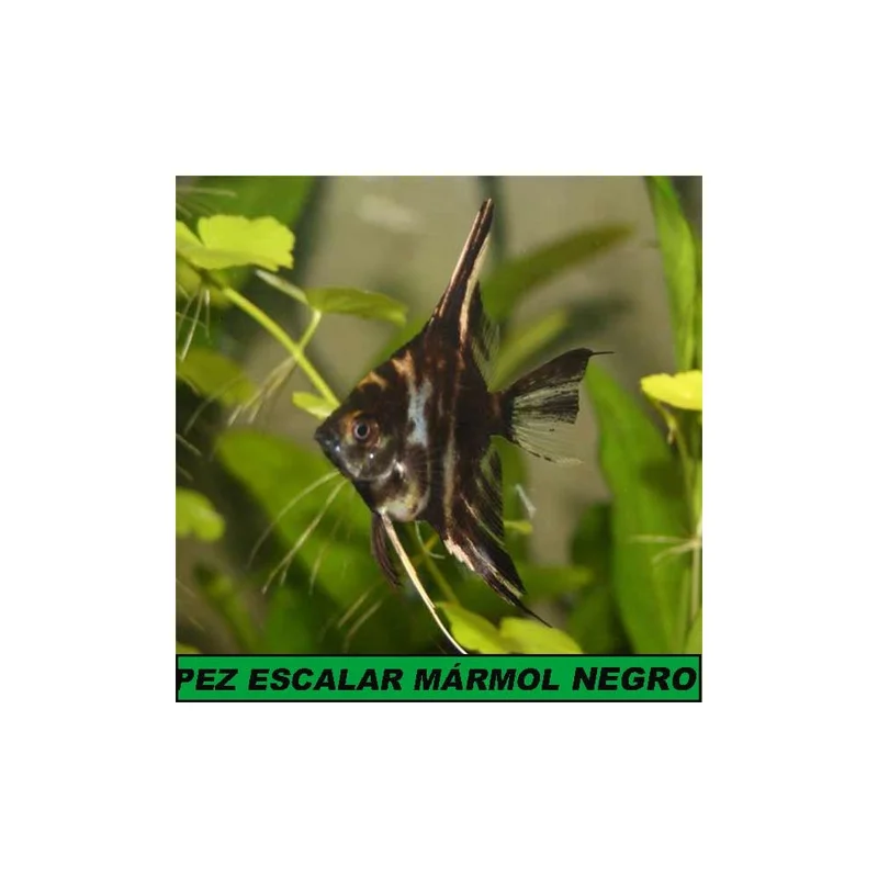 plantasdeacuarios192910