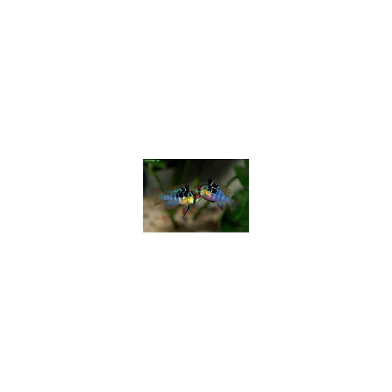 plantasdeacuarios192930