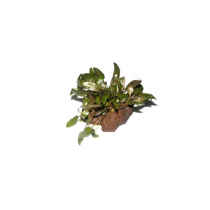plantasdeacuarios192952