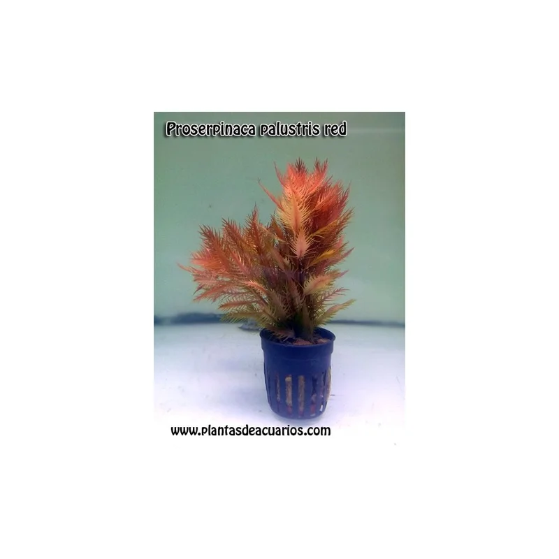 plantasdeacuarios192960