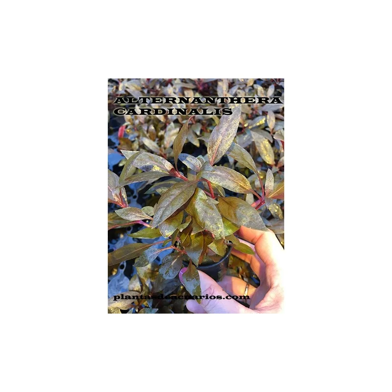 plantasdeacuarios192966