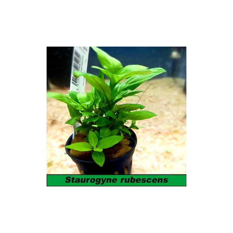 plantasdeacuarios192967