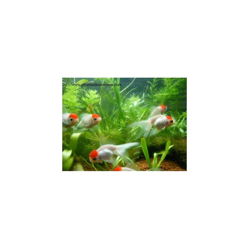 plantasdeacuarios192998