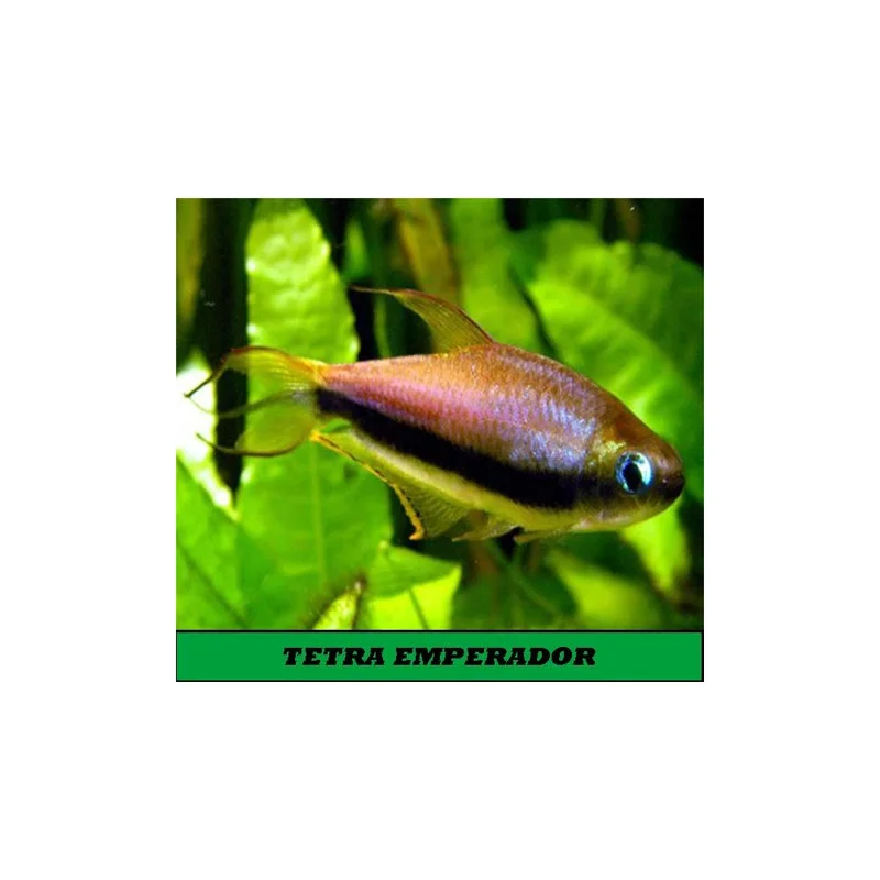 plantasdeacuarios193006