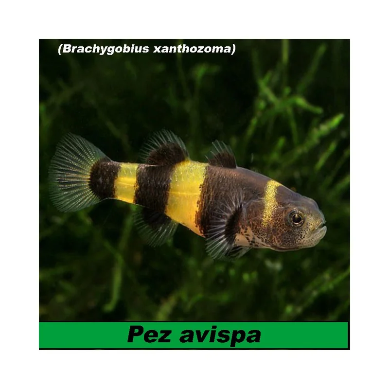 plantasdeacuarios193007