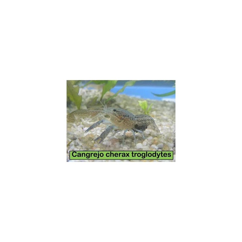 plantasdeacuarios193008