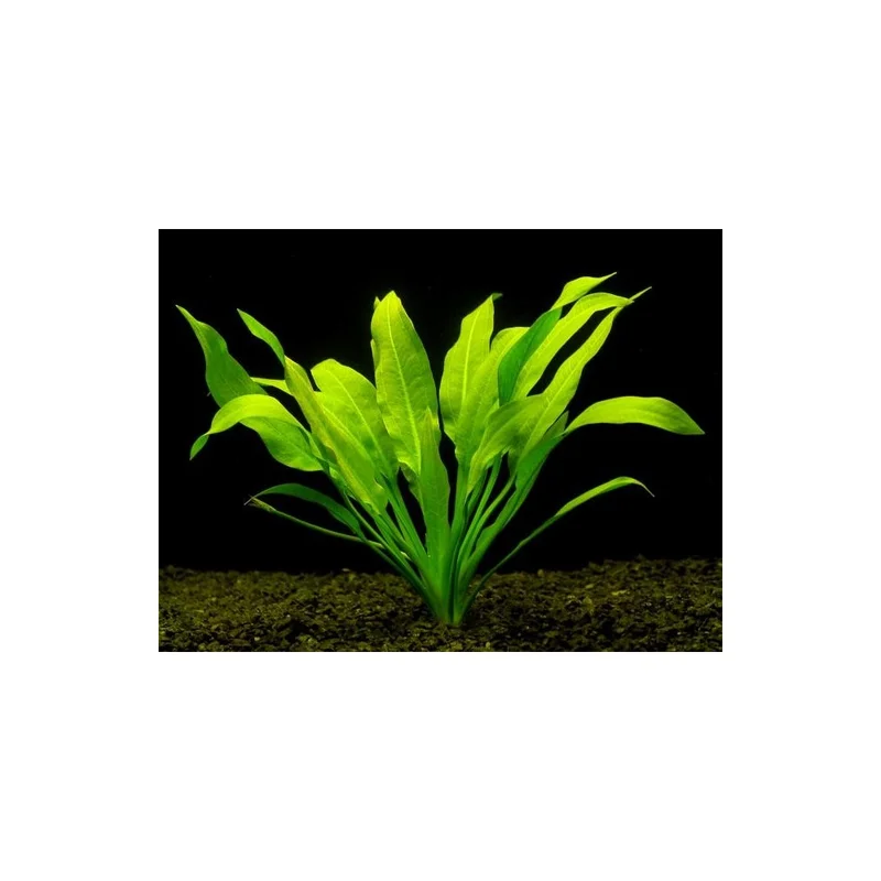plantasdeacuarios193017