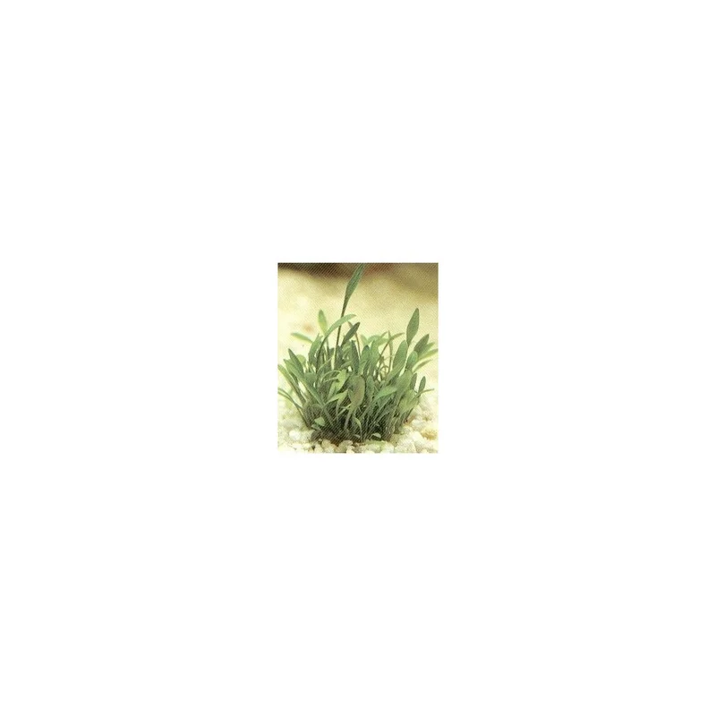 plantasdeacuarios193018