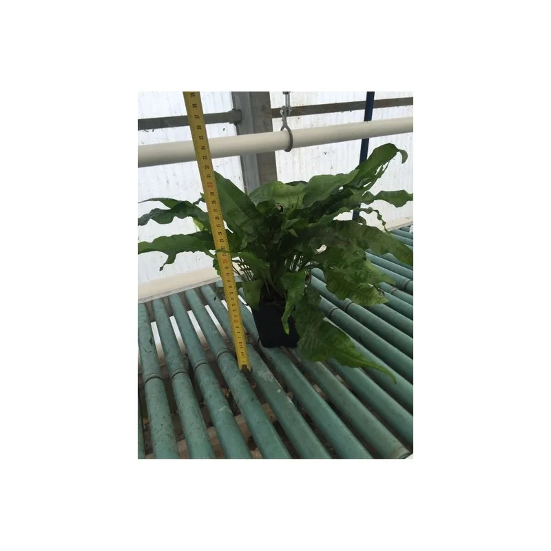 plantasdeacuarios193024