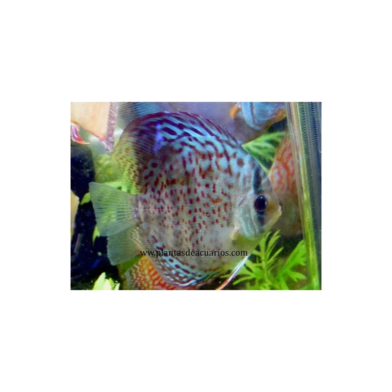 plantasdeacuarios193026