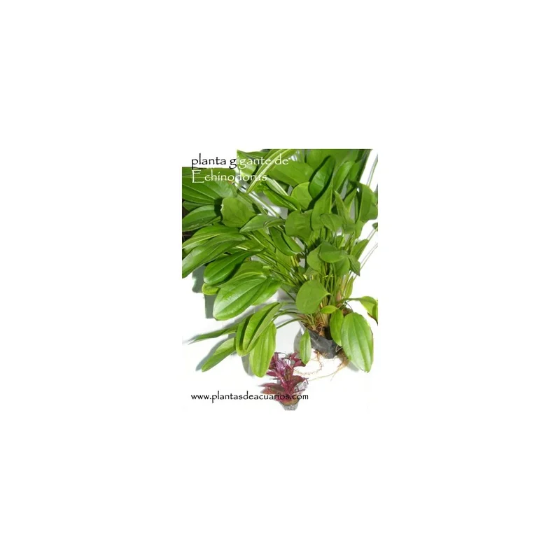 plantasdeacuarios193055