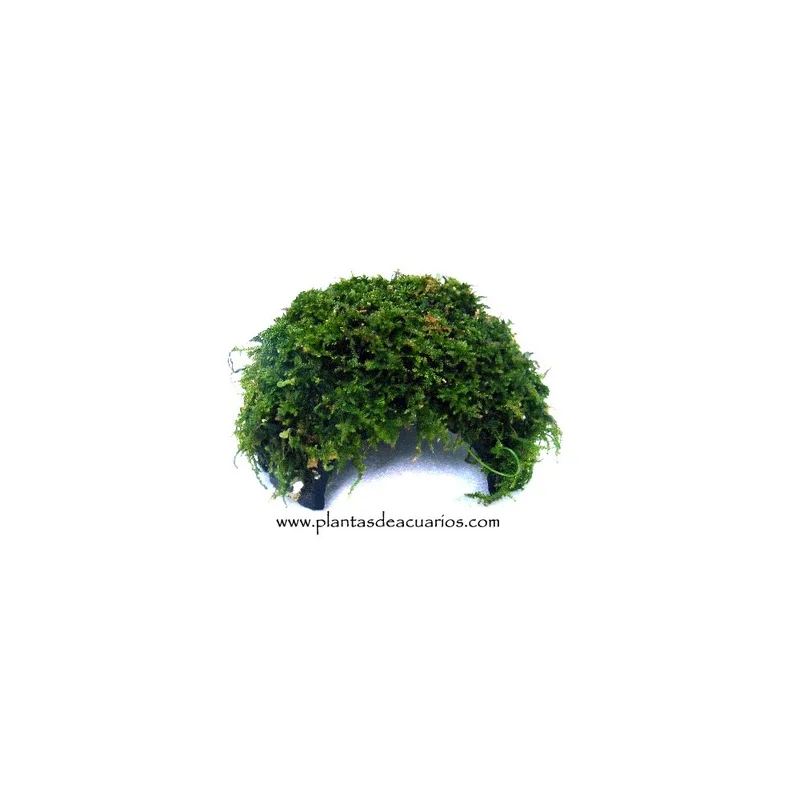 plantasdeacuarios193057
