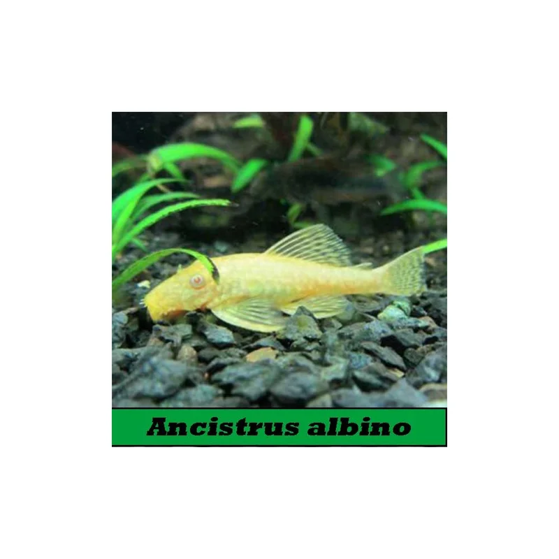 plantasdeacuarios193064