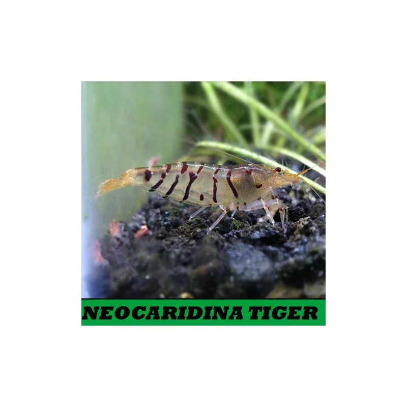plantasdeacuarios193110