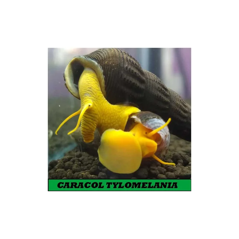 plantasdeacuarios193111
