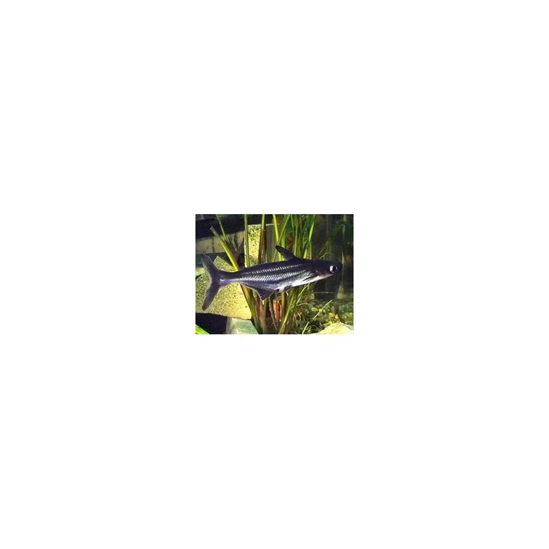 plantasdeacuarios193124