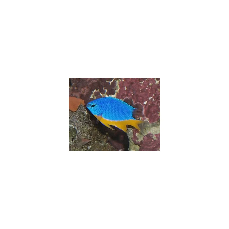 plantasdeacuarios193134