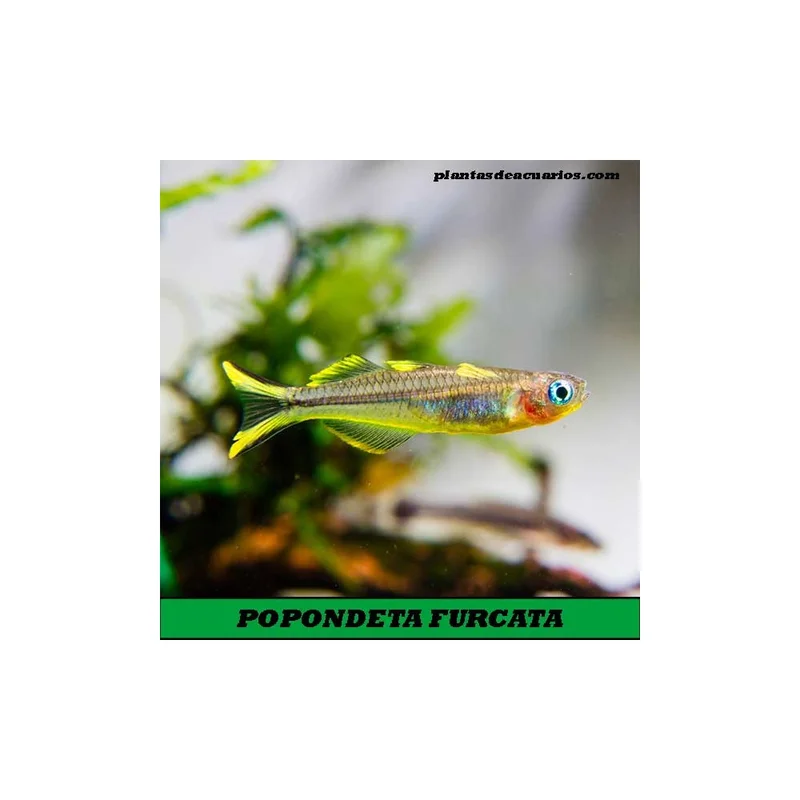 plantasdeacuarios193139