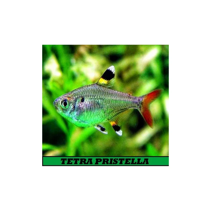 plantasdeacuarios193145