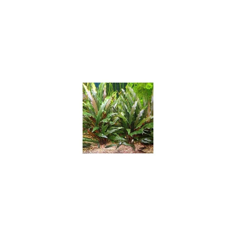 plantasdeacuarios193155
