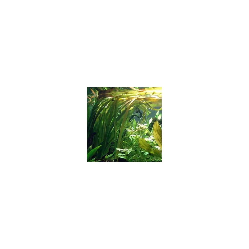 plantasdeacuarios193205