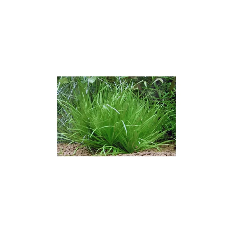 plantasdeacuarios193206