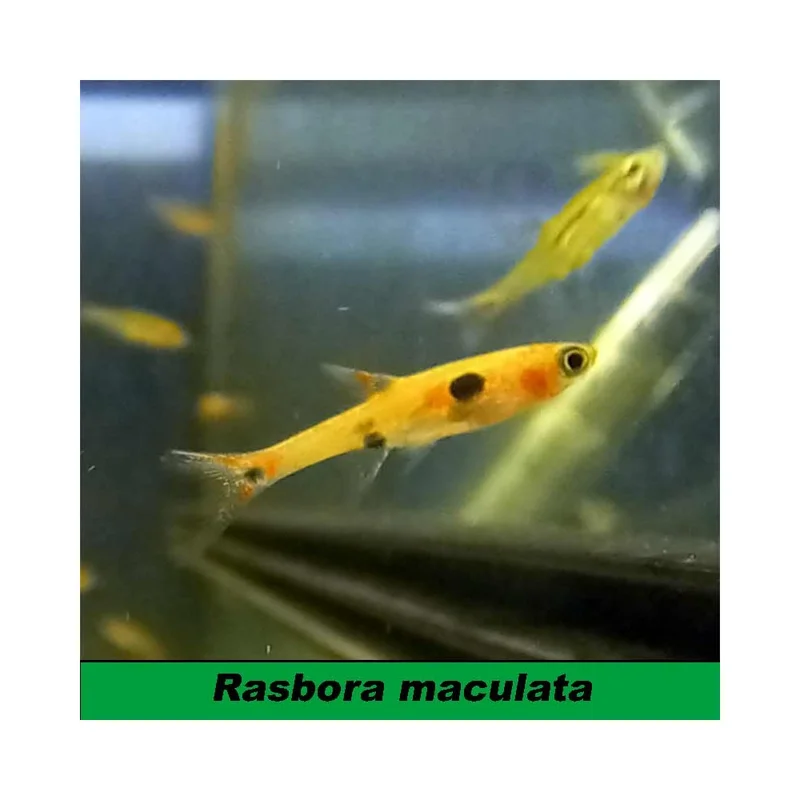 plantasdeacuarios193214