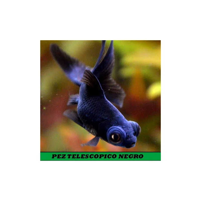 plantasdeacuarios193270