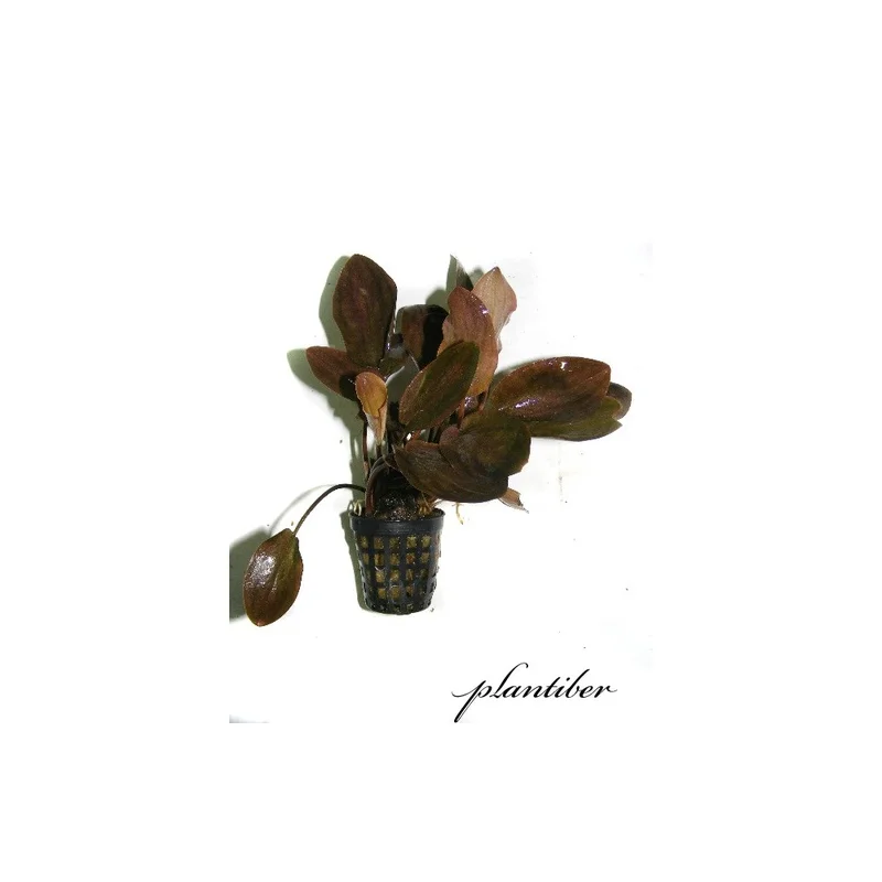 plantasdeacuarios193283