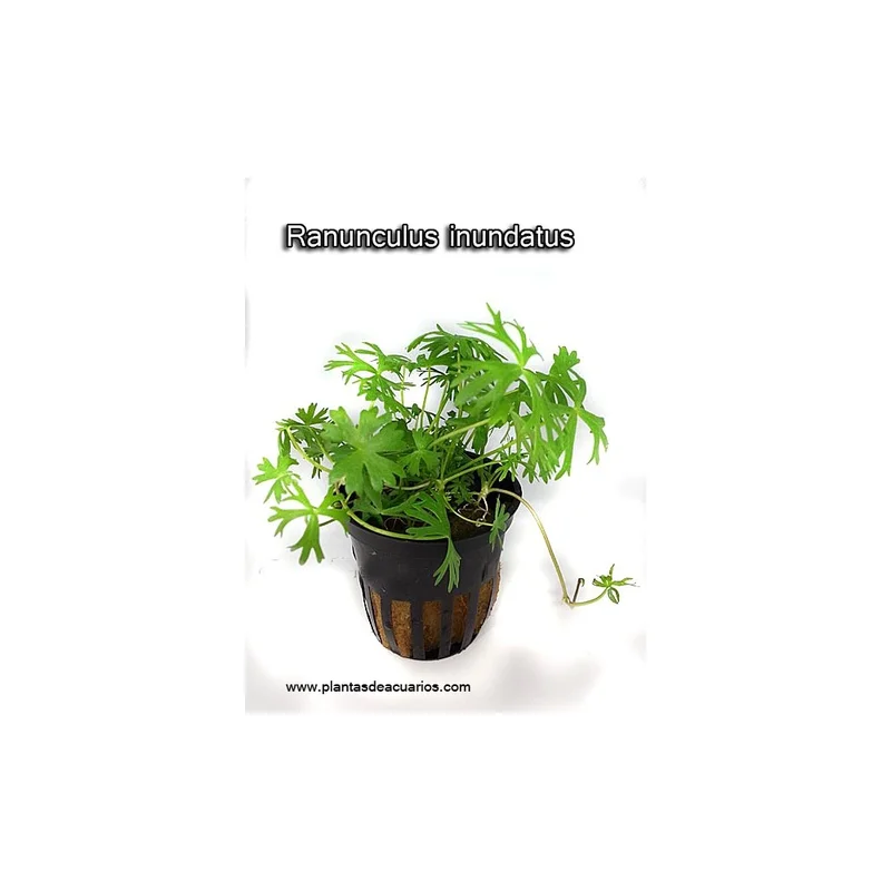 plantasdeacuarios193288
