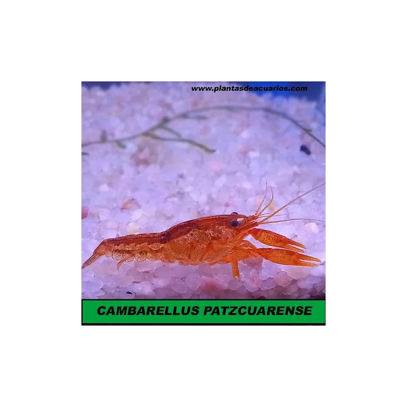 plantasdeacuarios193293