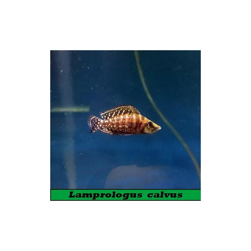plantasdeacuarios193296