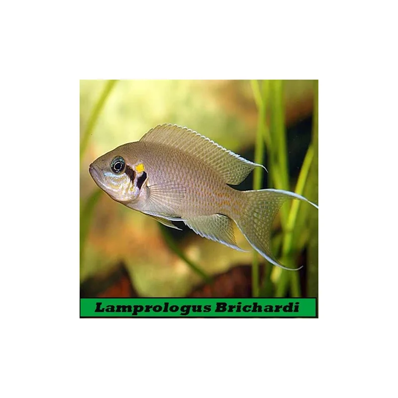 plantasdeacuarios193298