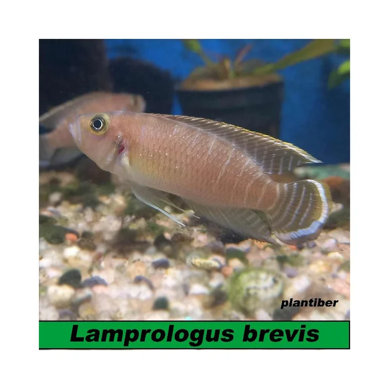 plantasdeacuarios193299