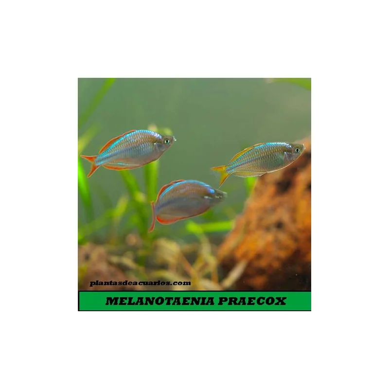 plantasdeacuarios193316