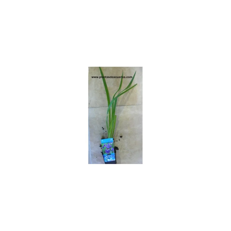 plantasdeacuarios193319