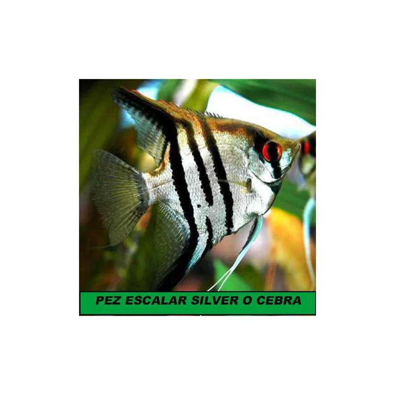 plantasdeacuarios193329