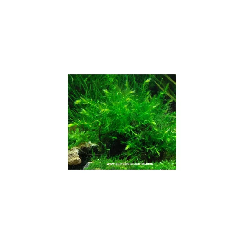 plantasdeacuarios193331