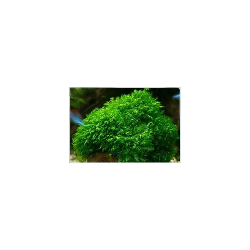 plantasdeacuarios193332