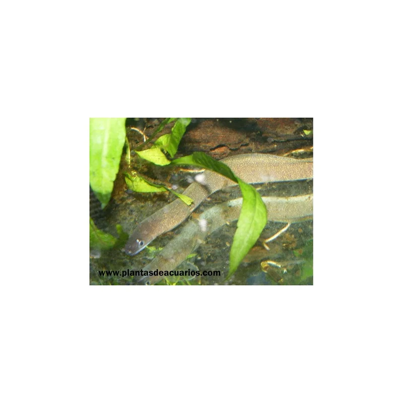 plantasdeacuarios193340