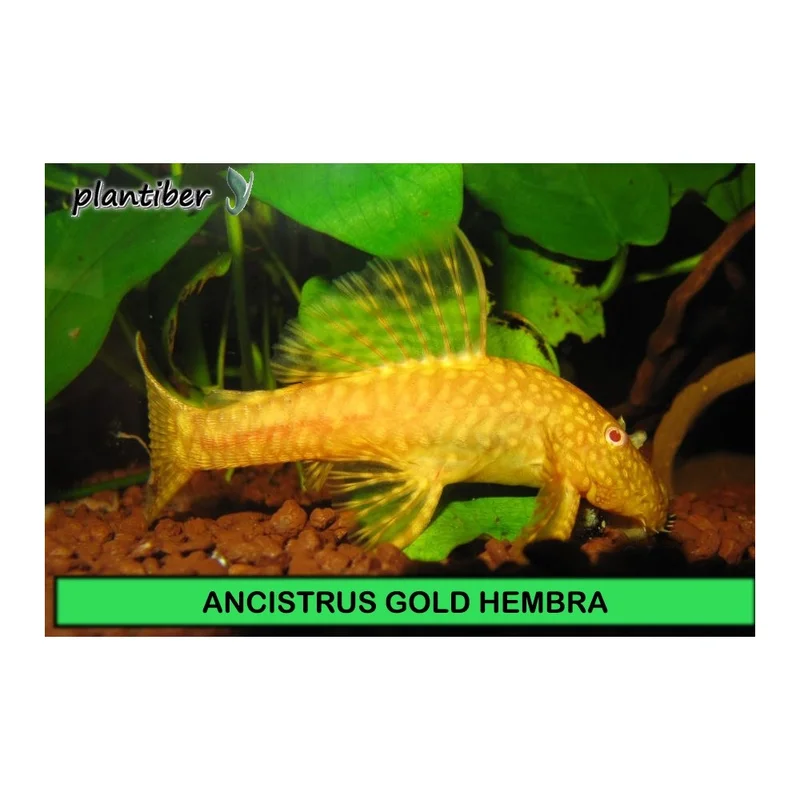 plantasdeacuarios193347
