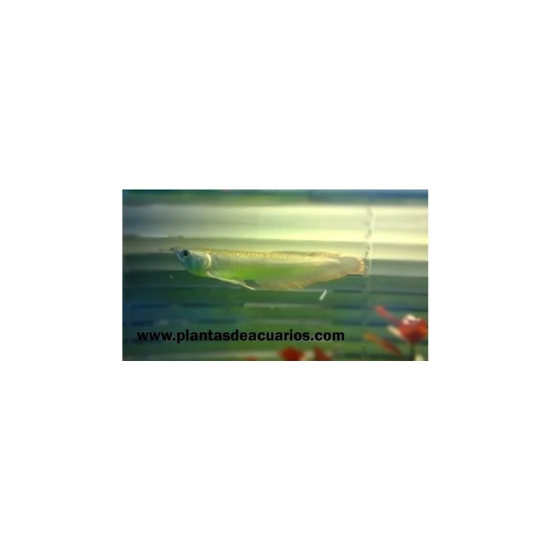 plantasdeacuarios193348