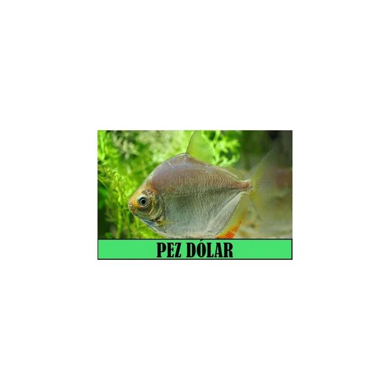 plantasdeacuarios193355