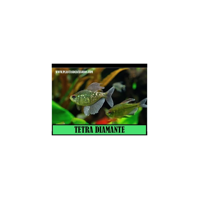 plantasdeacuarios193356