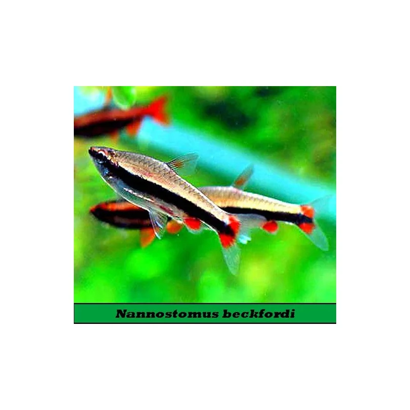 plantasdeacuarios193358