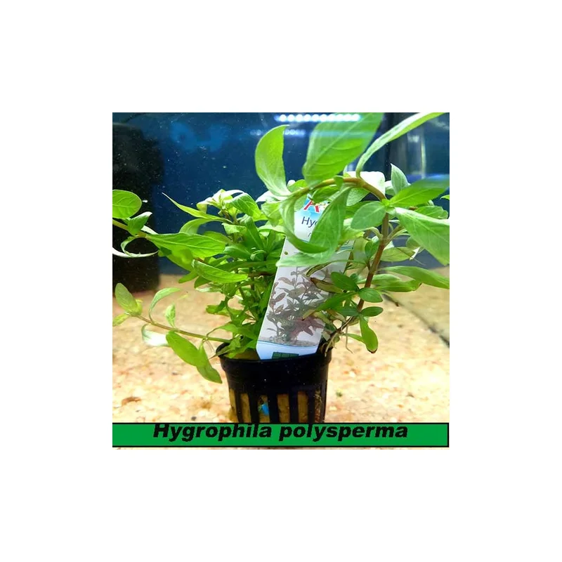 plantasdeacuarios193376