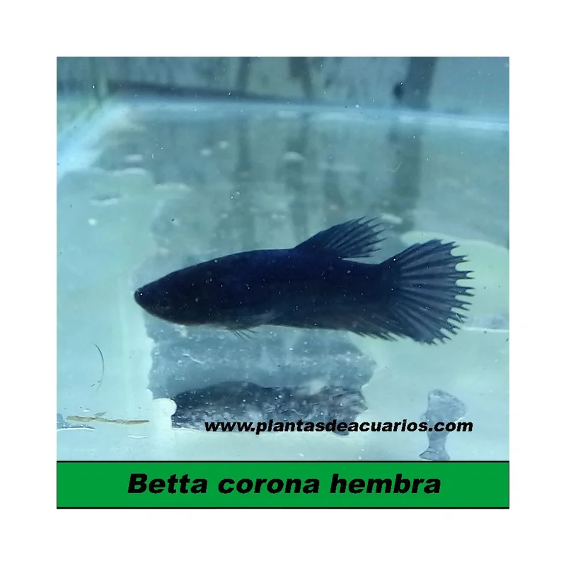 plantasdeacuarios193382