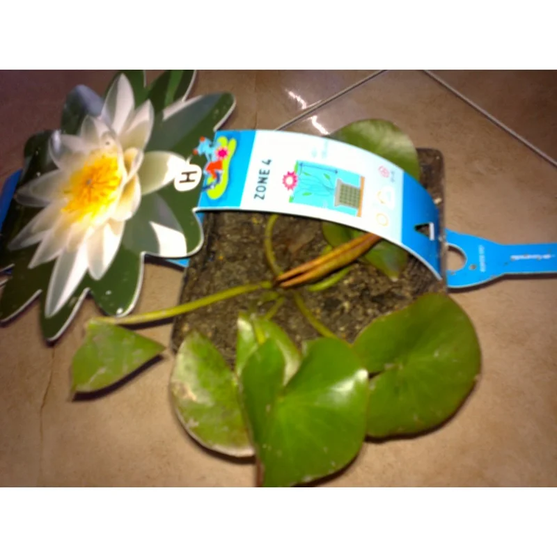 plantasdeacuarios193383