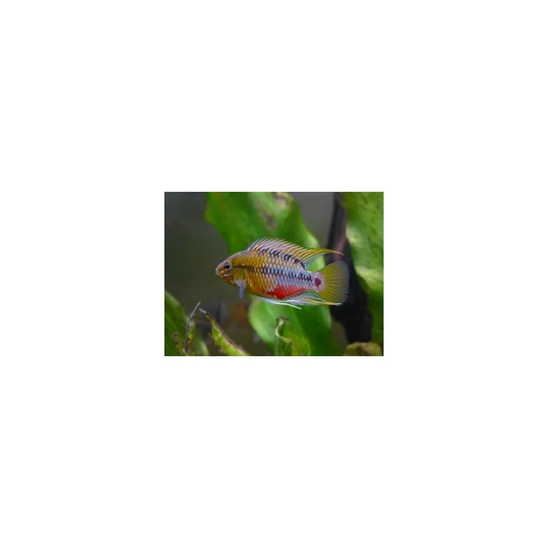 plantasdeacuarios193397